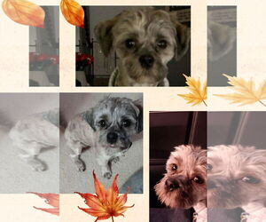 Shih Tzu-Unknown Mix Dogs for adoption in Walnutport, PA, USA