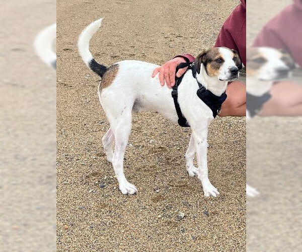Medium Photo #4 Beagle-Unknown Mix Puppy For Sale in Coventry, CT, USA
