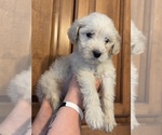 Puppy Taz Double Doodle