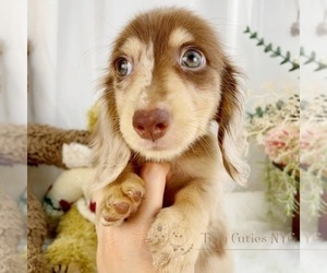 Dachshund Puppy for sale in ASTORIA, NY, USA
