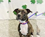 Small #6 American Pit Bull Terrier Mix