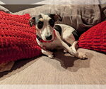 Small #6 Dachshund Mix