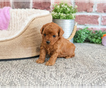 Small #7 Cavapoo