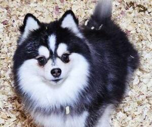 Father of the Pomsky puppies born on 02/09/2024