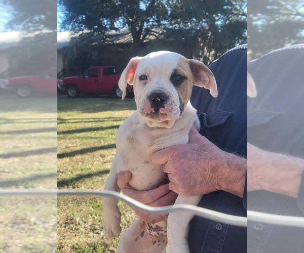 Medium Photo #3 American Bulldog-English Bulldog Mix Puppy For Sale in DAPHNE, AL, USA