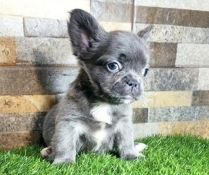 French Bulldog Puppy for sale in CHICAGO, IL, USA