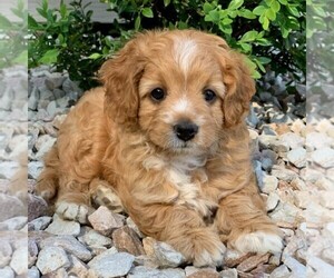 Cavapoo-Poodle (Toy) Mix Puppy for sale in NEWPRT, PA, USA