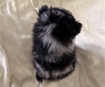 Small #4 Pomeranian