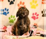 Small #3 Great Pyrenees Mix