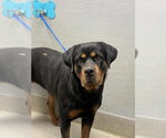 Small Rottweiler Mix