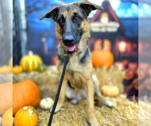 Medium Photo #1 German Shepherd Dog-Unknown Mix Puppy For Sale in Long Beach, CA, USA