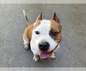 American Staffordshire Terrier Dogs for adoption in Aurora, IL, USA
