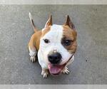 Small American Staffordshire Terrier