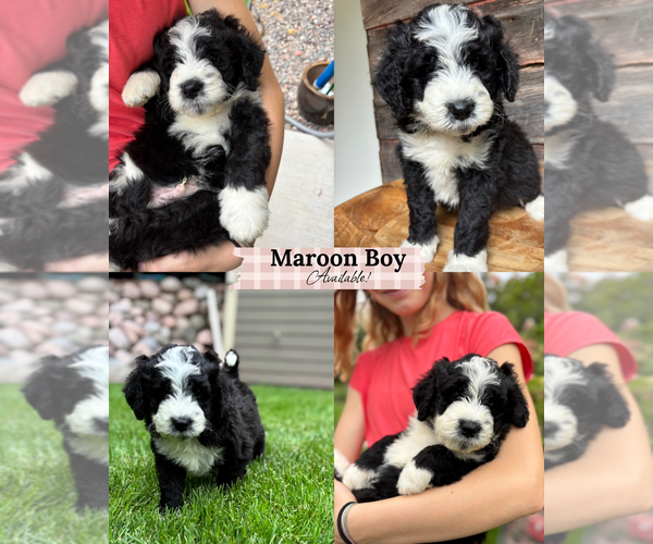 Medium Photo #12 Bernedoodle Puppy For Sale in POPLAR, WI, USA