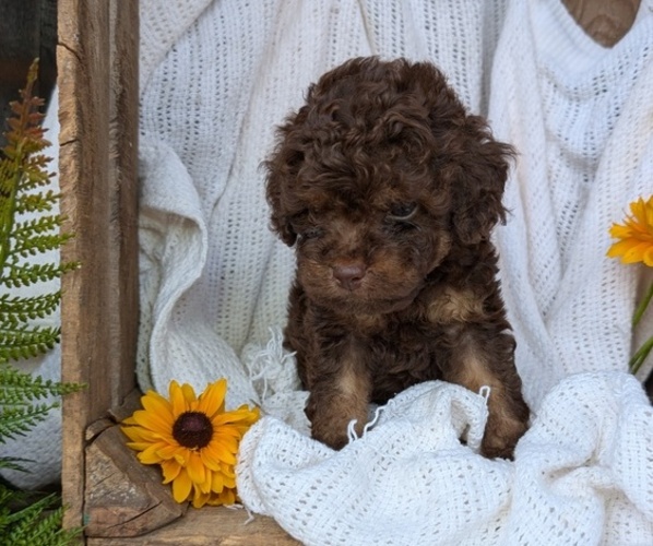 Medium Photo #52 Cock-A-Poo Puppy For Sale in GOSHEN, IN, USA