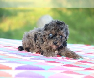 Shih-Poo Puppy for sale in UNION CITY, TN, USA