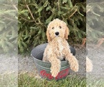 Small #4 Goldendoodle (Miniature)