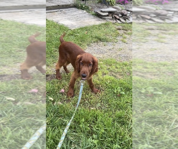 Medium Photo #10 Irish Setter Puppy For Sale in ONEONTA, NY, USA