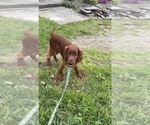 Black collar - Male Irish Setter Puppy for Sale - Photo #10