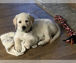 Labrador Retriever Dog for Adoption in TEXARKANA, Texas USA