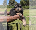 Small Photo #22 Bernedoodle-Golden Mountain Dog Mix Puppy For Sale in DAVIS, CA, USA