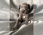 Puppy Mistletoe Great Dane