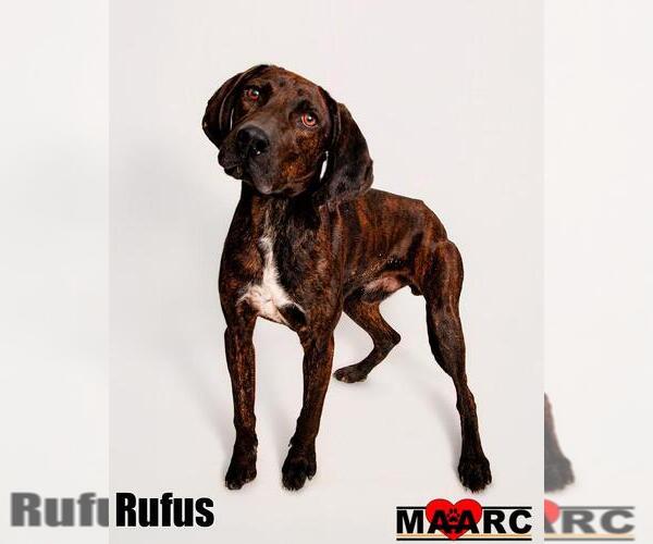 Medium Photo #6 Mutt Puppy For Sale in Maryville, TN, USA