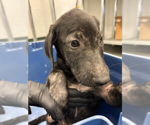 Labrador Retriever-Unknown Mix Dogs for adoption in Corpus Christi, TX, USA
