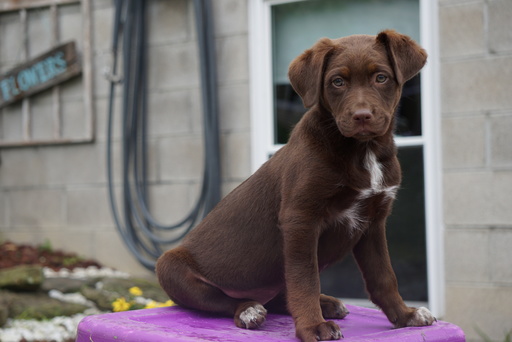 Medium Photo #1 Sheprador Puppy For Sale in FREDERICKSBURG, OH, USA