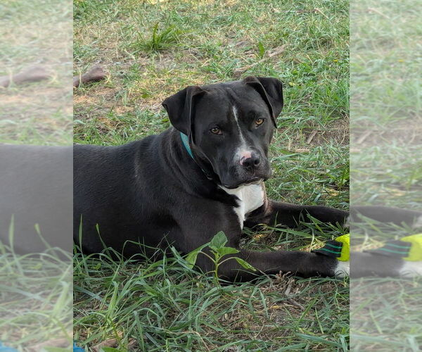 Medium Photo #1 American Pit Bull Terrier Puppy For Sale in Bolivar, MO, USA