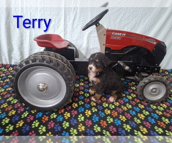 Medium Photo #1 Bernese Mountain Dog Puppy For Sale in MEMPHIS, MO, USA