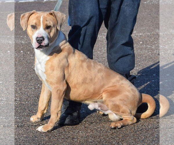 Medium Photo #3 American Bulldog-American Staffordshire Terrier Mix Puppy For Sale in Huntley, IL, USA