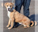 Small #2 American Bulldog-American Staffordshire Terrier Mix