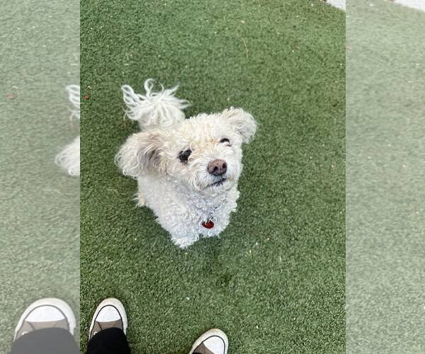 Medium Photo #3 Poodle (Miniature)-Unknown Mix Puppy For Sale in Tempe , AZ, USA