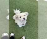 Small #2 Poodle (Miniature) Mix