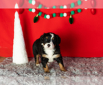 Puppy Polly Bernese Mountain Dog-Miniature Bernedoodle Mix