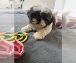 Small Photo #2 Shih Tzu Puppy For Sale in MARTINSVILLE, IN, USA