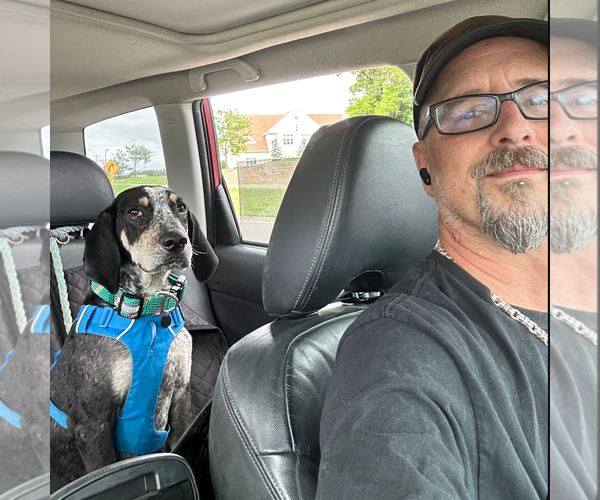 Medium Photo #9 Bluetick Coonhound-Unknown Mix Puppy For Sale in Princeton, MN, USA