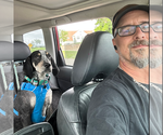 Small #8 Bluetick Coonhound Mix