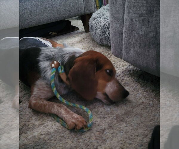 Medium Photo #3 Beagle Puppy For Sale in MECHANICSBURG, PA, USA
