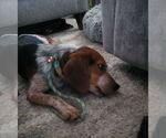 Small #2 Beagle