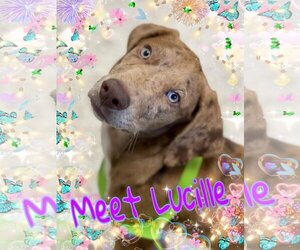 Catahoula Leopard Dog-Unknown Mix Dogs for adoption in Pipe Creek, TX, USA