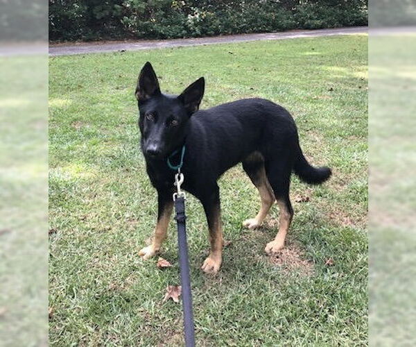 Medium Photo #4 German Shepherd Dog Puppy For Sale in Rocky Point, NC, USA