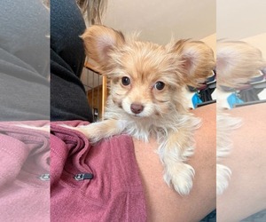 Mutt Dogs for adoption in Sandy, UT, USA