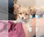 Small Mutt