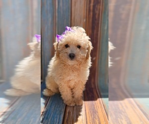 Poodle (Toy) Puppy for sale in INDIANAPOLIS, IN, USA