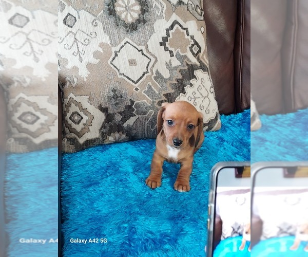 Medium Photo #3 Dachshund Puppy For Sale in BELDING, MI, USA