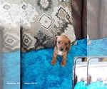 Small #2 Dachshund