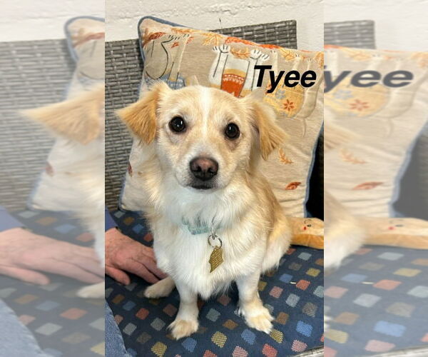 Medium Photo #1 Mutt Puppy For Sale in Ellijay, GA, USA