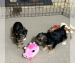 Small Photo #10 YorkiePoo Puppy For Sale in GLOUCESTER, VA, USA